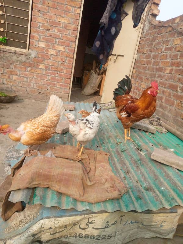 1 cock and 2 hens , age :5 months of all , cock weight is above 1.5 kg 1