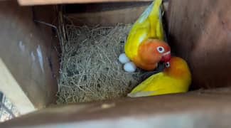 Lutino personata red eye and black mask parrots