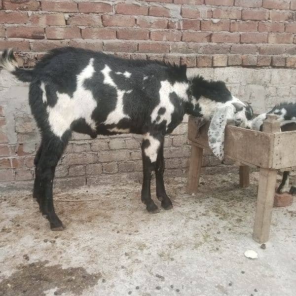 beautiful breedar for sale 0