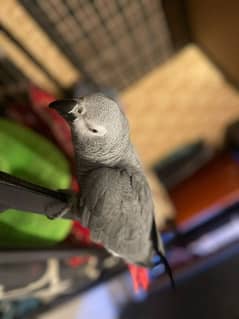 African Grey Parrot Male