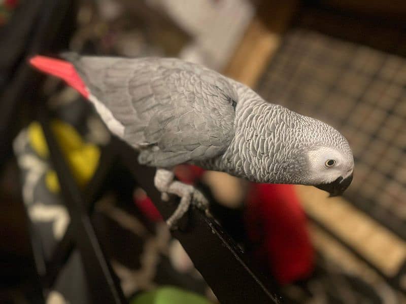 African Grey Parrot Male 1