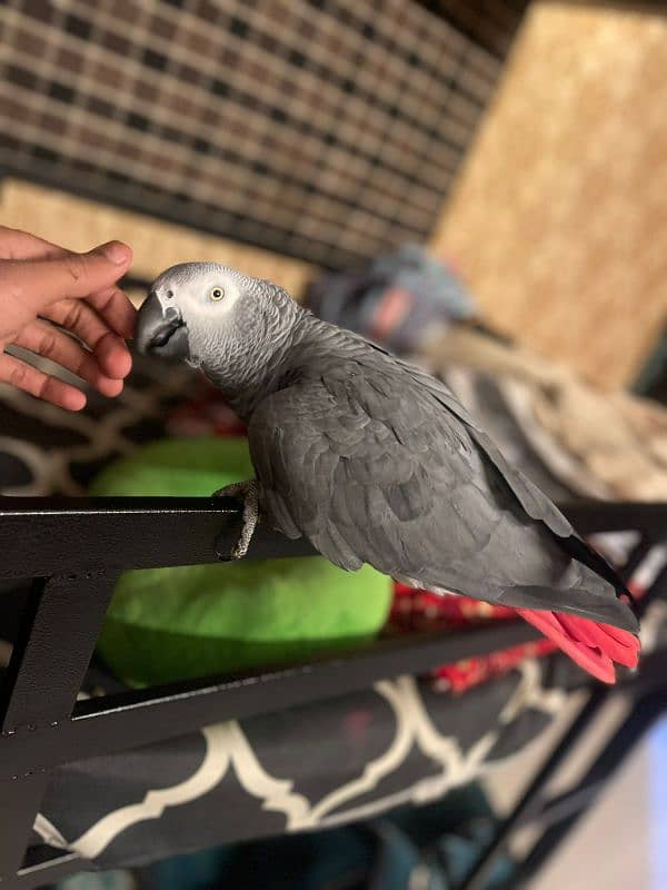 African Grey Parrot Male 3