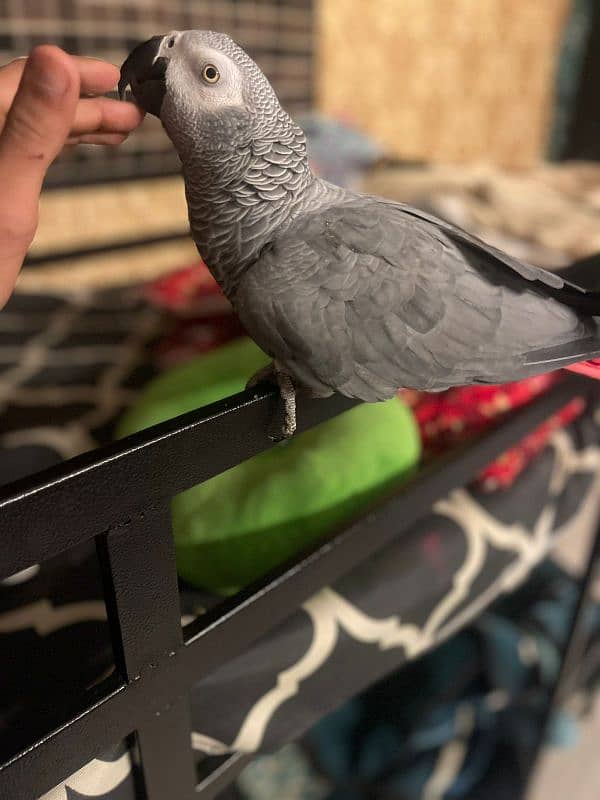 African Grey Parrot Male 4