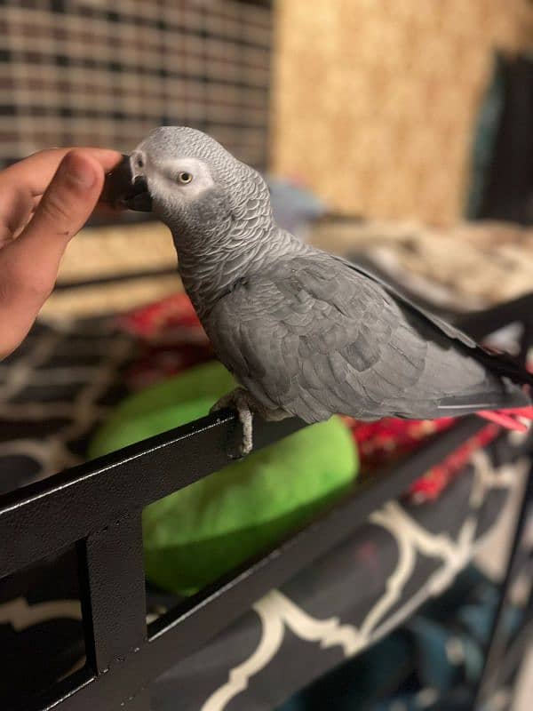 African Grey Parrot Male 5