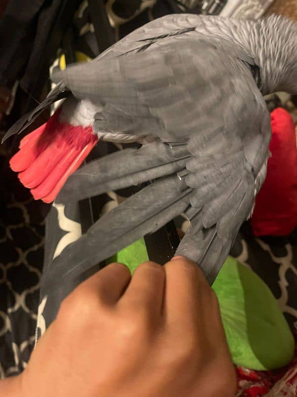 African Grey Parrot Male 6