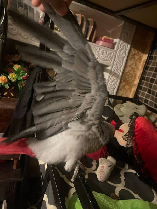 African Grey Parrot Male 7