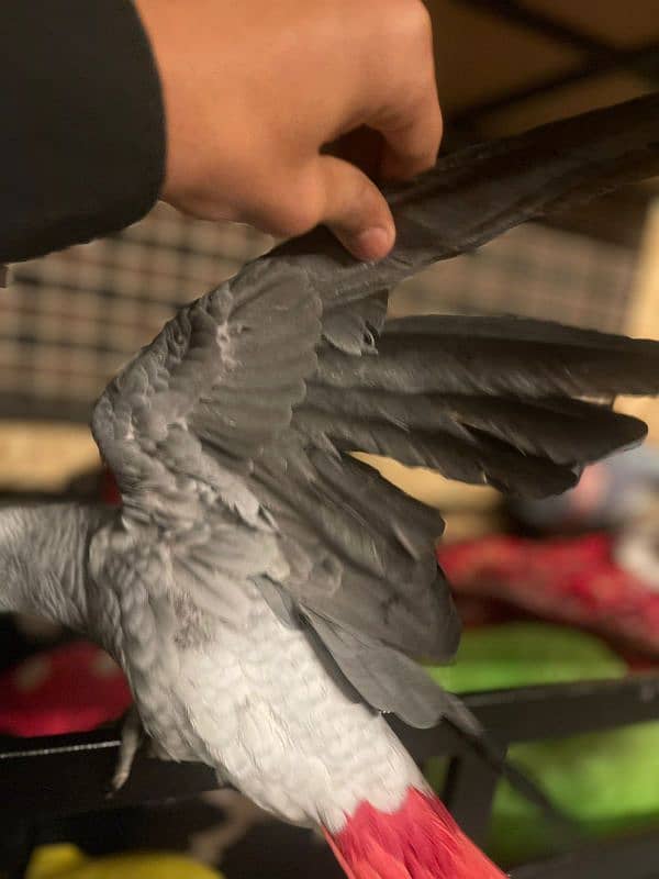 African Grey Parrot Male 9