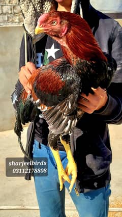 Qandhari Male / Kandhari parrot Aseel | Aseel Amroha | Aeel murgha