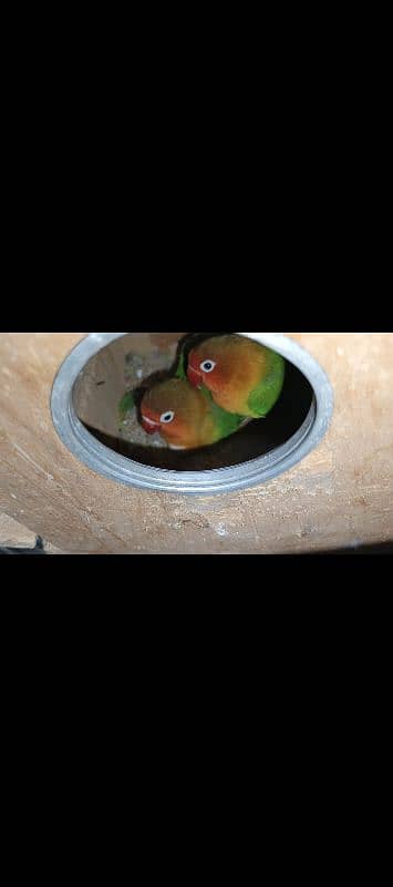 Lovebirds Breeder Pairs with Chicks and Eggs 5