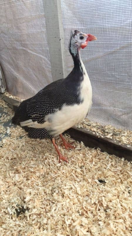 gunia fowl male and female 0