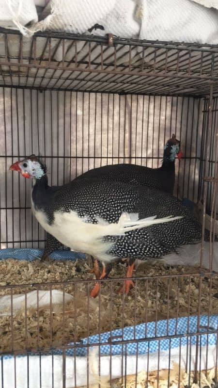 gunia fowl male and female 1