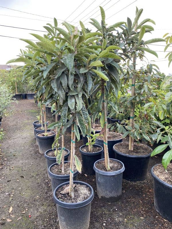 loquat plants available 0