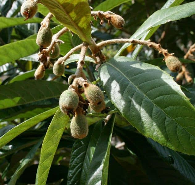 loquat plants available 1