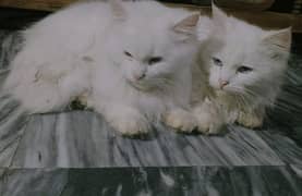 Couple of Persian Cats