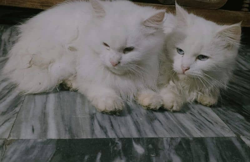 Couple of Persian Cats 0