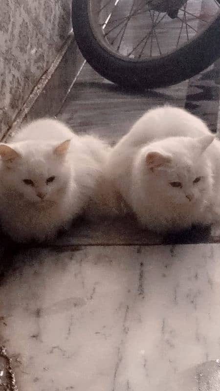 Couple of Persian Cats 1