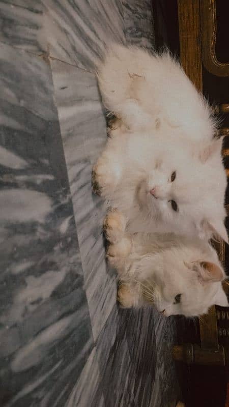 Couple of Persian Cats 2