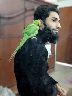 hand tame green parrot