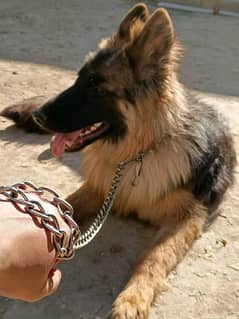 Beautifull Original German Shepherd