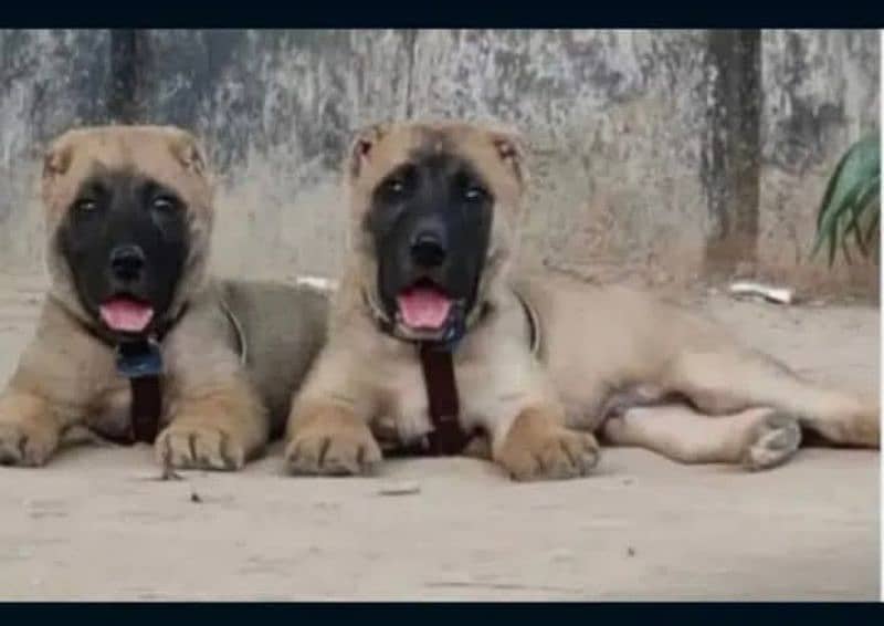 Kangal bacche pair 2 month for sale double haddi heavy bone 0