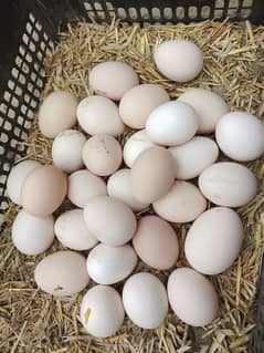 Organic Desi Eggs