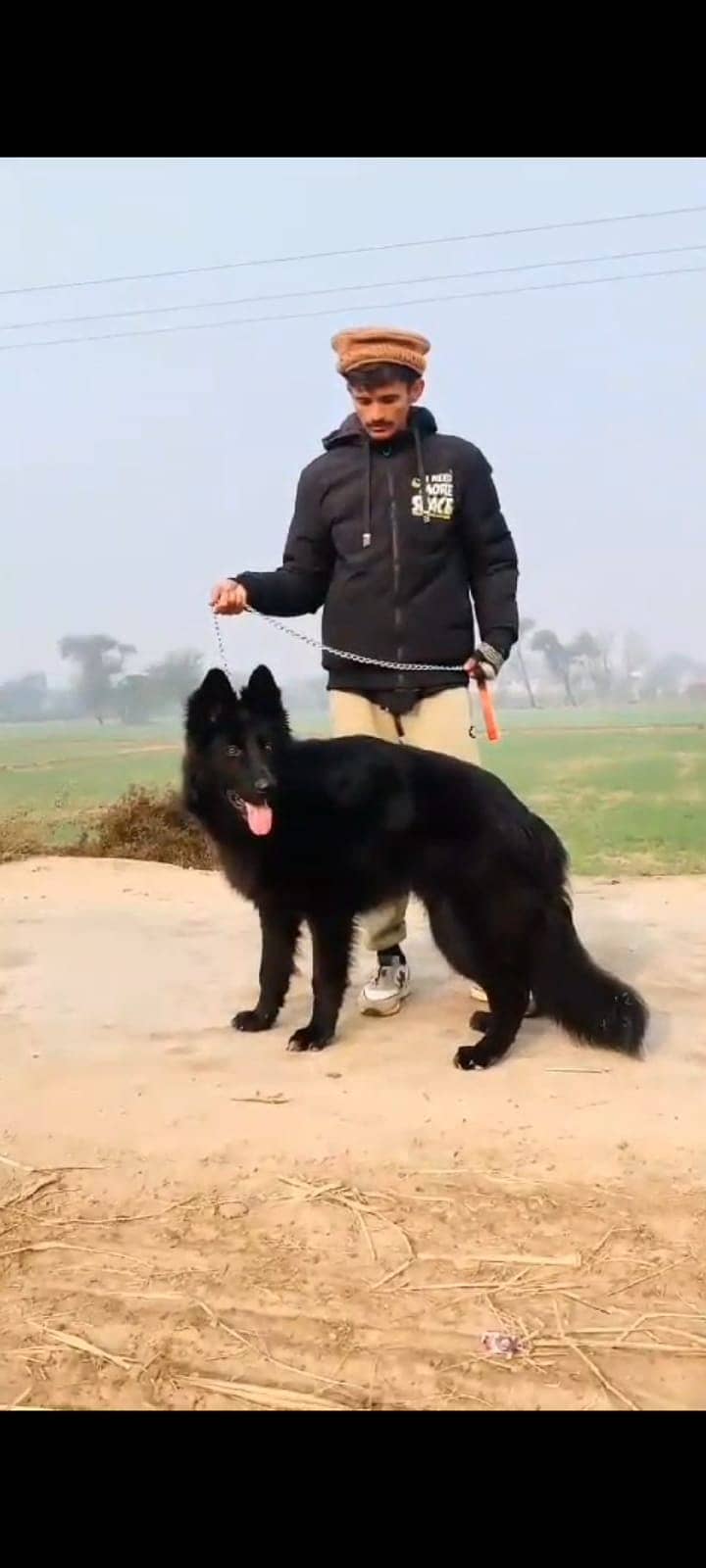 Black German shepherd 3