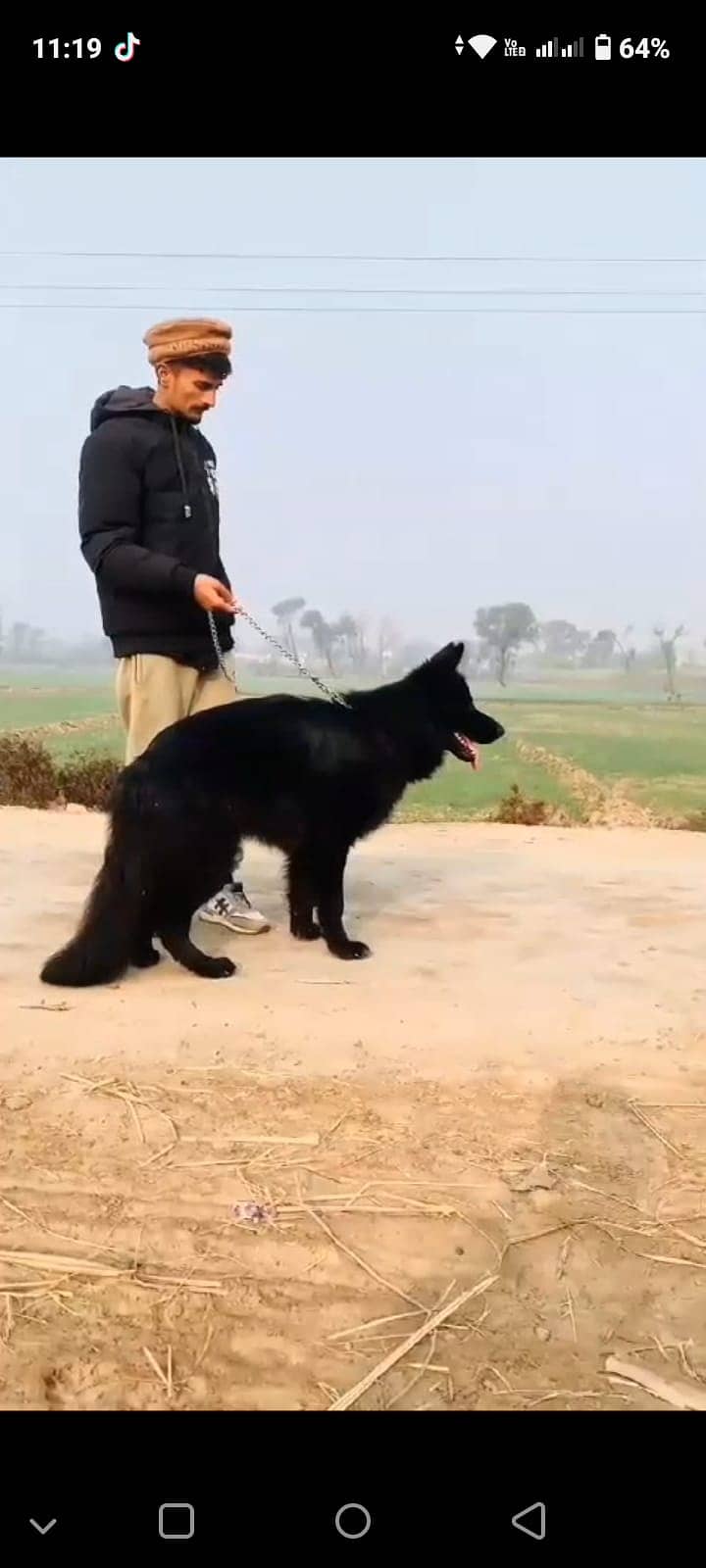 Black German shepherd 4