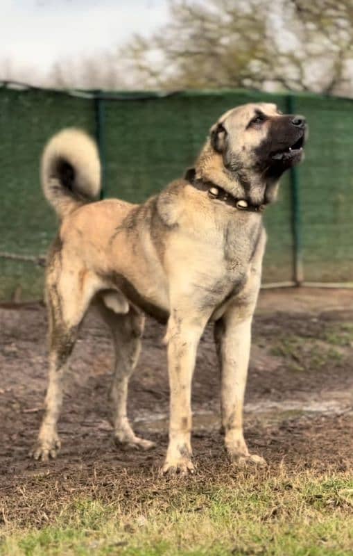 Kangal bacche pair 2 month for sale double haddi heavy bone 2