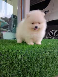 Pomeranian impoterd pedigree microchipped puppy available here