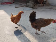 Golden Misri 2 hen (egg laying)