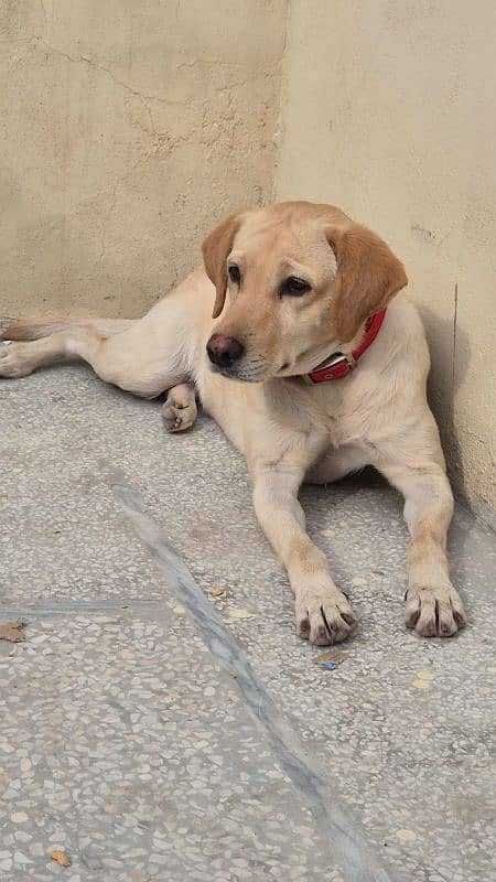 Female Labrador 1