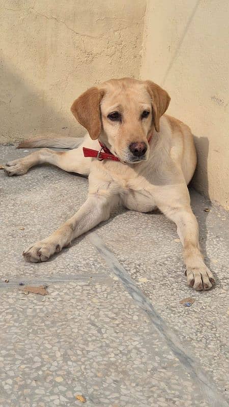 Female Labrador 2