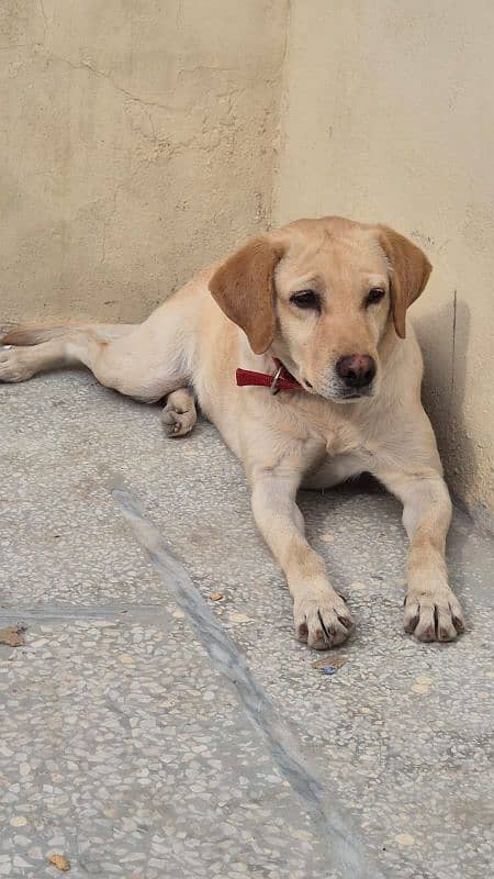 Female Labrador 3