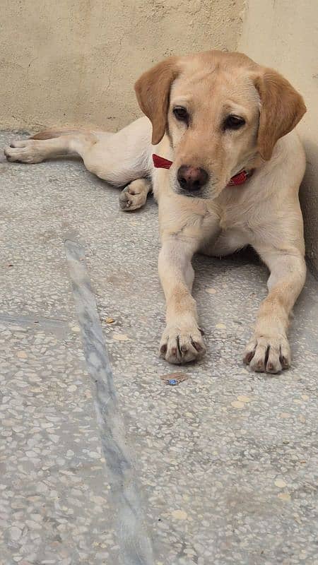 Female Labrador 4