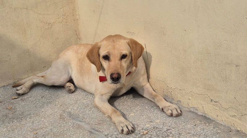 Female Labrador 5