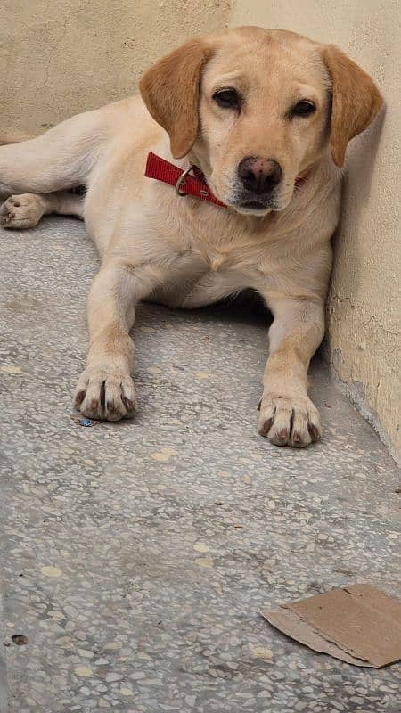 Female Labrador 6