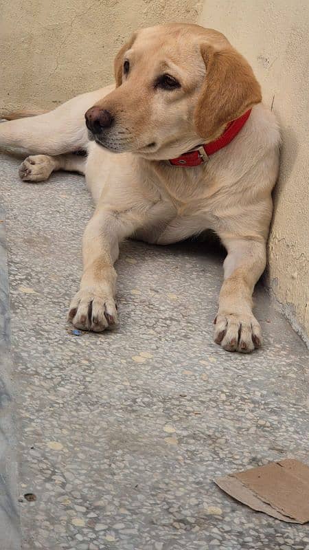 Female Labrador 7