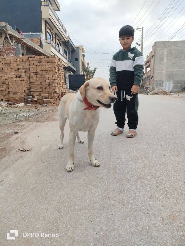 Female Labrador 8