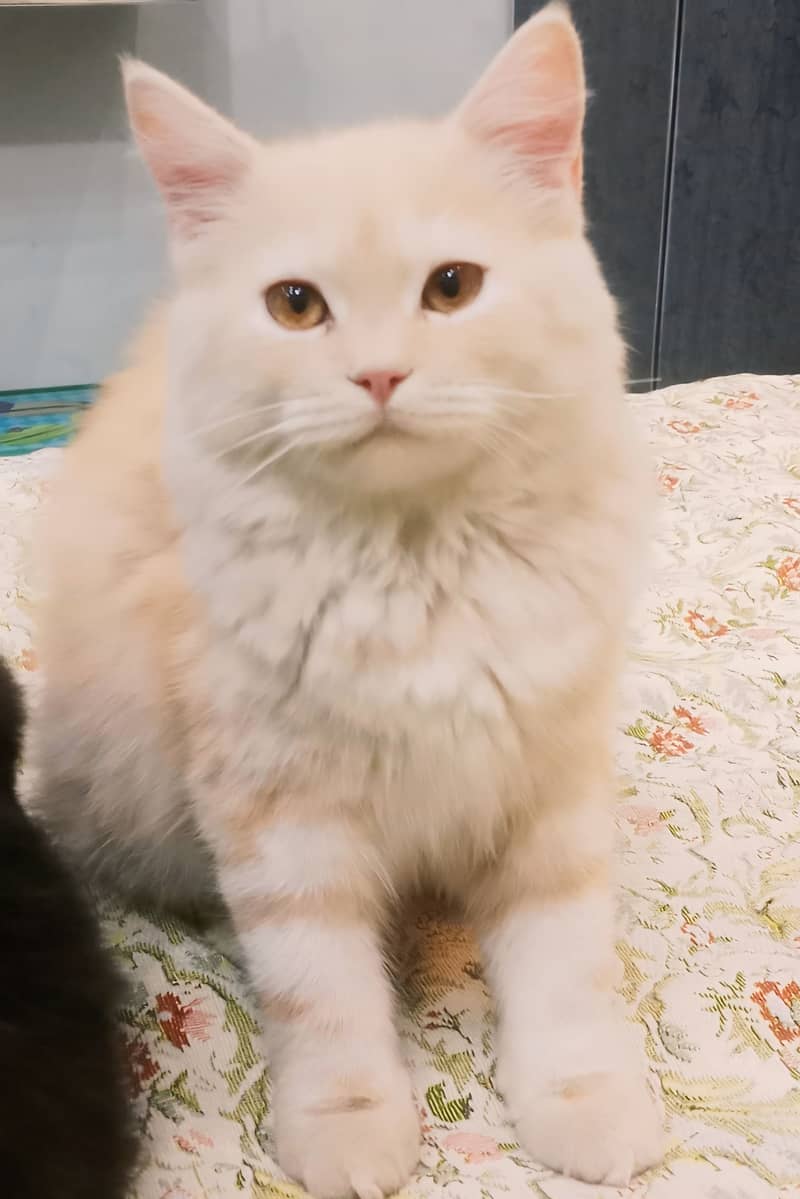 Persian Double coat 7 months cream and light orange  male cat for sale 0