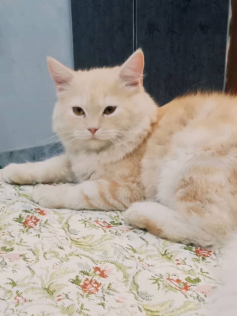 Persian Double coat 7 months cream and light orange  male cat for sale 1