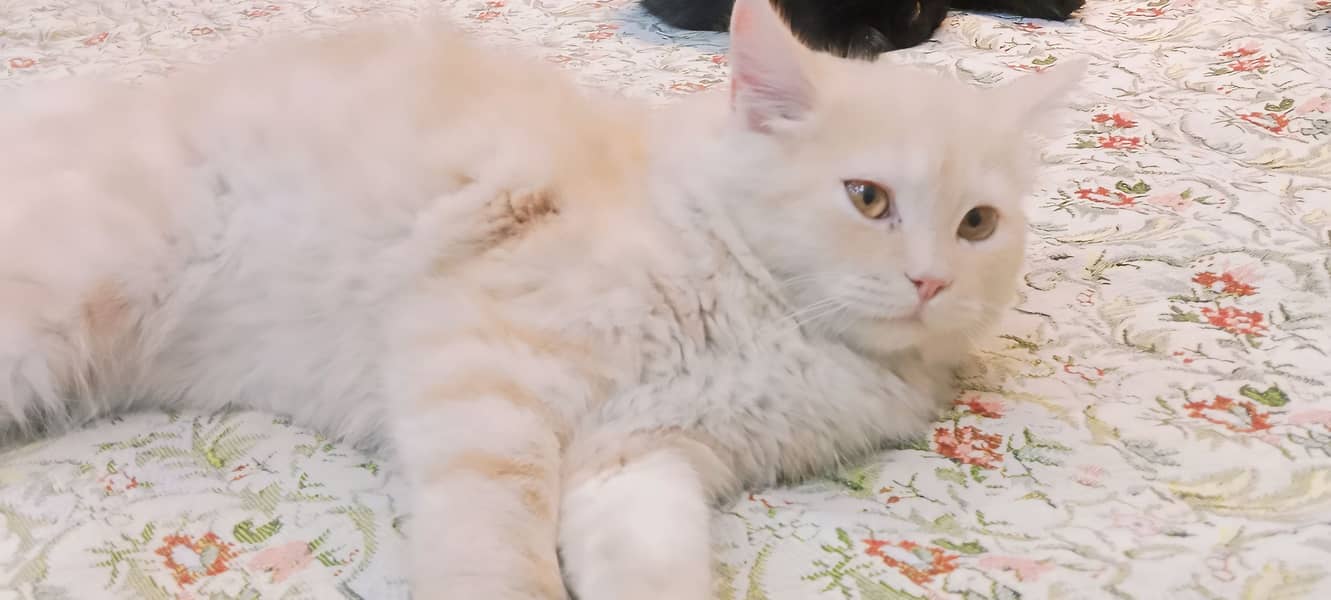 Persian Double coat 7 months cream and light orange  male cat for sale 2