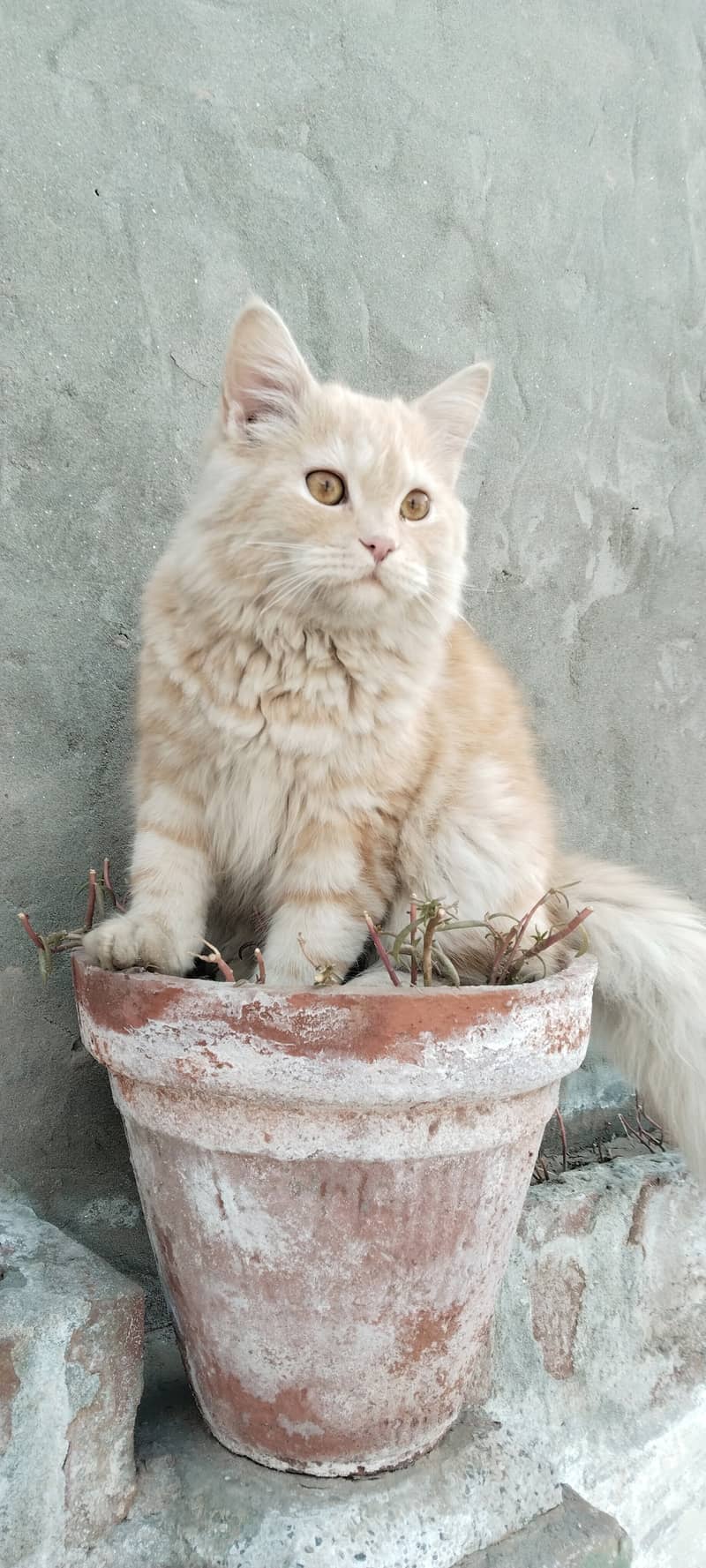 Persian Double coat 7 months cream and light orange  male cat for sale 4