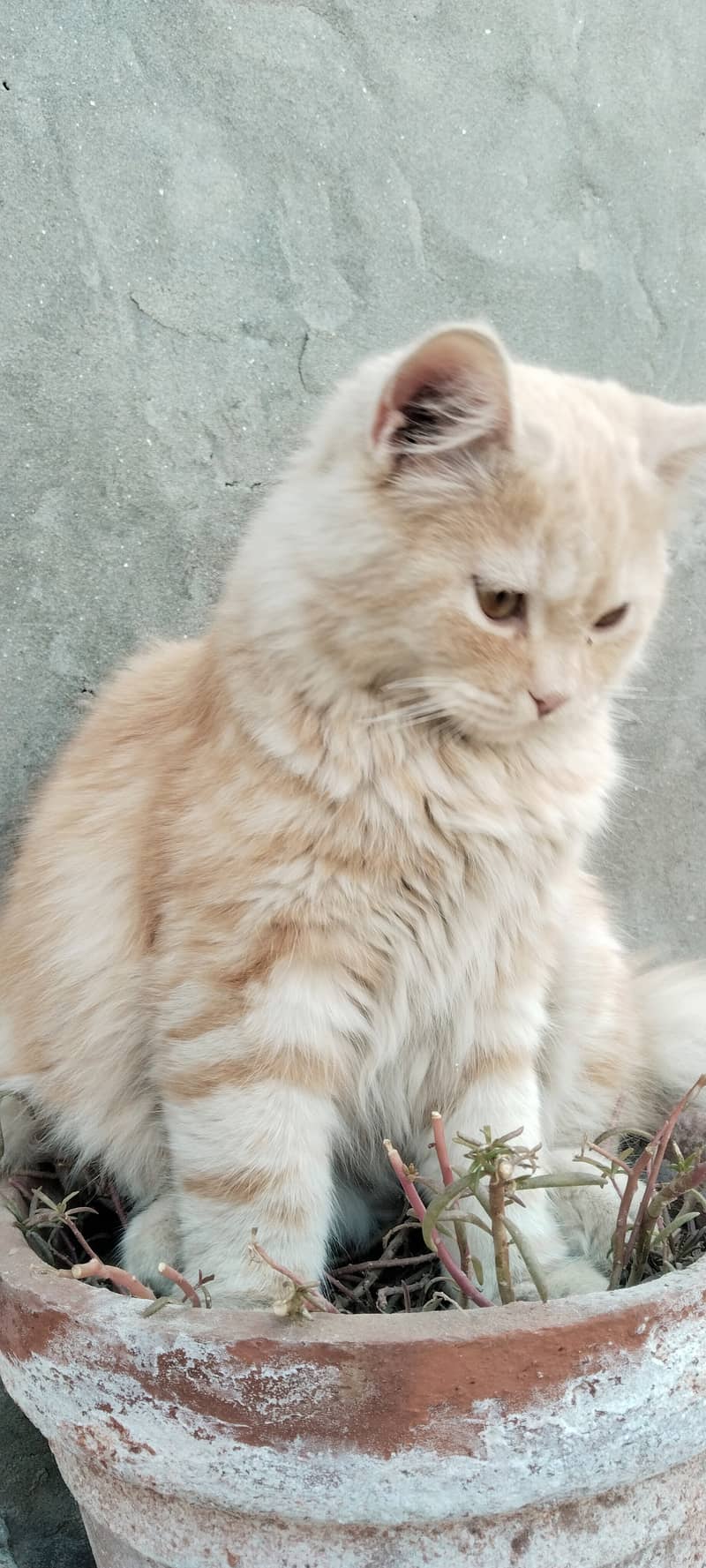 Persian Double coat 7 months cream and light orange  male cat for sale 5