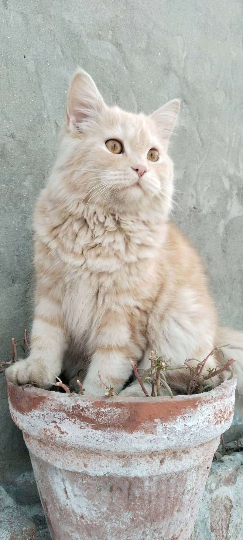 Persian Double coat 7 months cream and light orange  male cat for sale 6