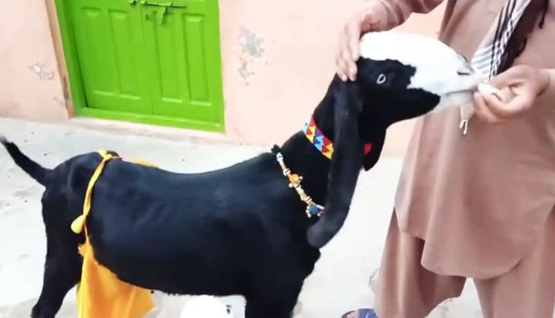 2 Bacchon Ka Sath Desi Bakri For SAlE CALL  Me__03134935016 3