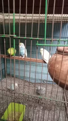 Astlion parrat