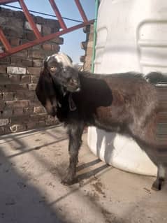 bakra for sale