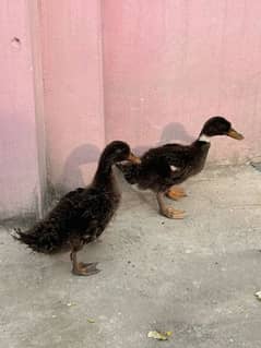 ducks