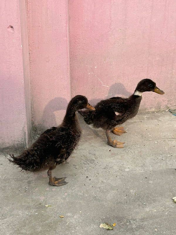 ducks 0