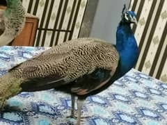 beautiful peacock pair for sale